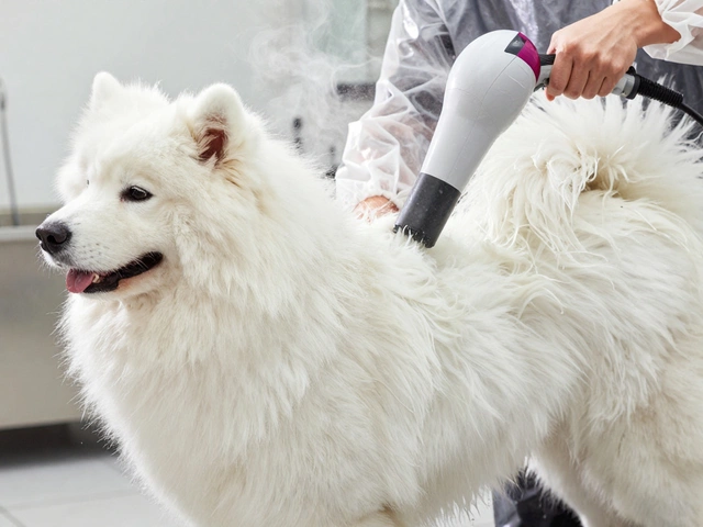 Why Does It Take 4 Hours to Groom a Dog? The Real Breakdown